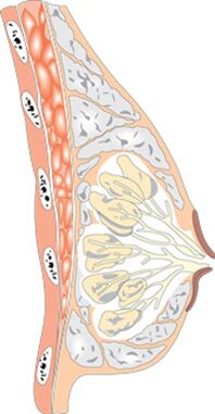 Η δομή του γυναικείου μαστού
